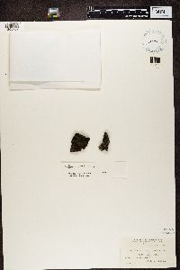 Collema nigrescens image