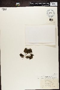 Image of Leptogium albociliatum