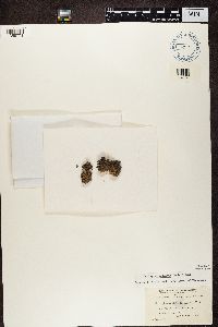 Leptogium palmatum image