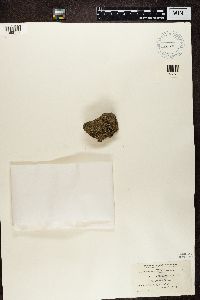 Lecanora cenisia image