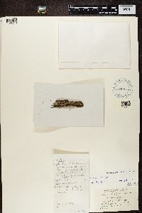 Myriolecis hagenii image