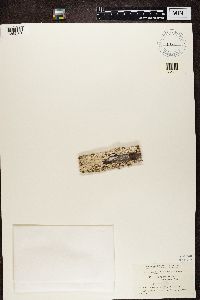 Thumbnail image of current specimen