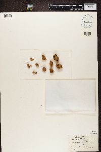 Pycnothelia papillaria image