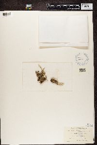 Cladonia squamosa image