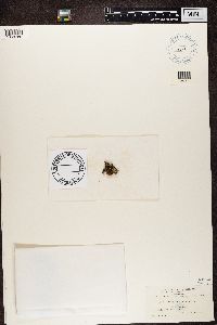 Cladonia squamosa image