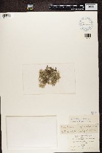 Cladonia rangiferina image