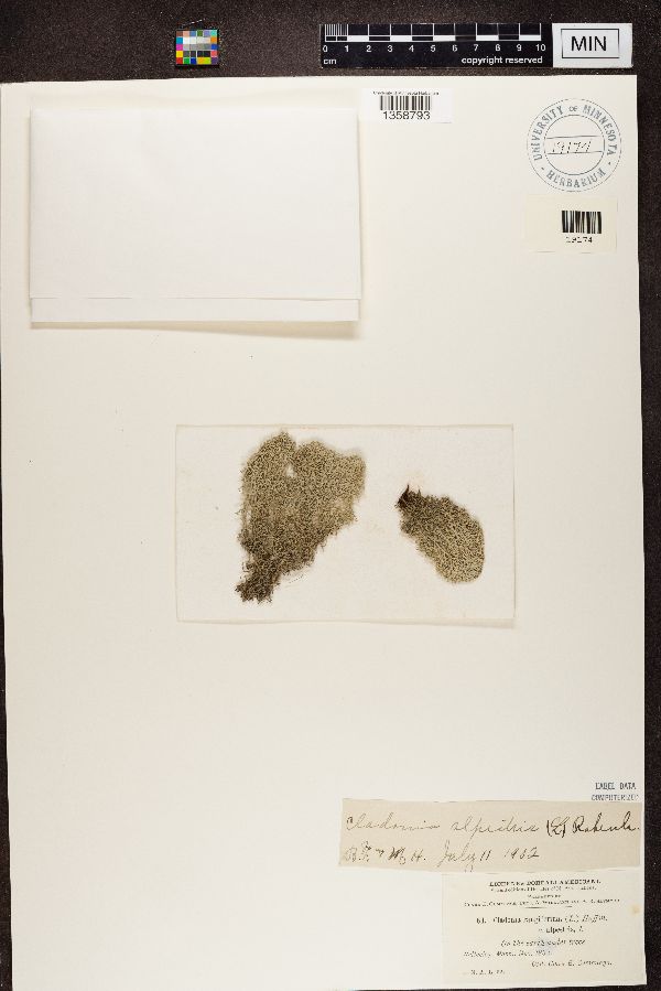 Cladonia rangiferina var. alpestris image