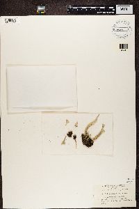 Cladonia deformis image