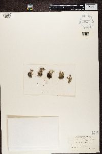 Cladonia cristatella image