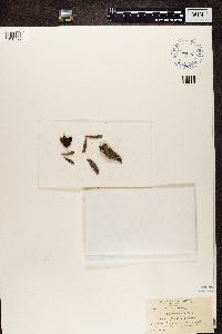 Trapeliopsis granulosa image