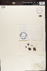 Bilimbia sabuletorum image