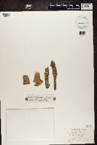 Buellia parasema image