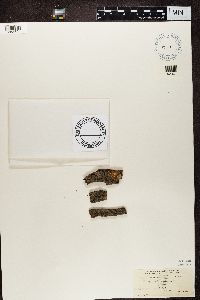 Amandinea punctata image