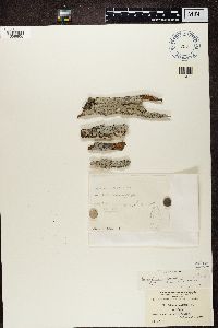 Arthothelium spectabile image