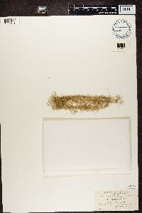 Usnea longissima image