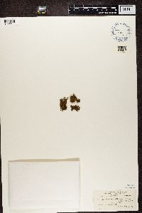 Media resource of Teloschistes chrysophthalmus