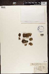 Media resource of Punctelia borreri