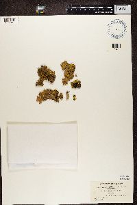 Pseudocyphellaria aurata image