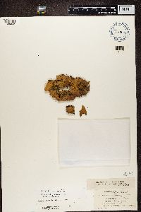 Peltigera aphthosa image