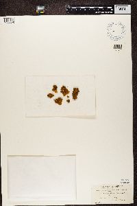 Rusavskia elegans image