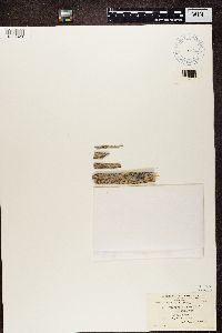 Lecanora symmicta image