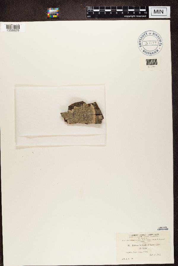 Varicellaria velata image