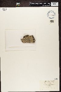 Media resource of Pertusaria velata