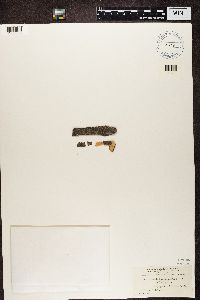 Arthonia dispersa image