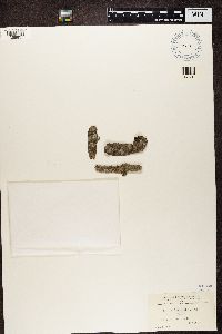 Arthonia lecideella image