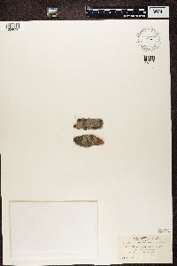Arthonia radiata image