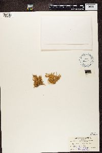 Ramalina farinacea image