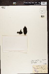 Collema nigrescens image