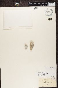 Diplotomma alboatrum image