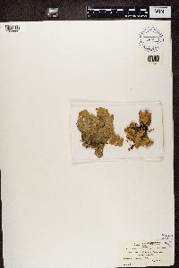 Lobaria scrobiculata image