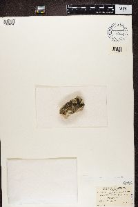 Rinodina bischoffii image