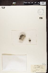 Lecanora calcarea image