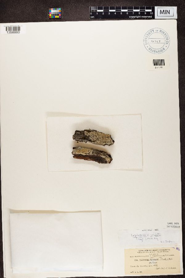 Thelotrema ravenelii image
