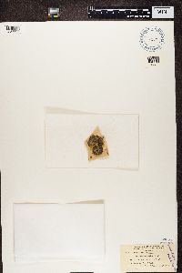 Psora icterica image