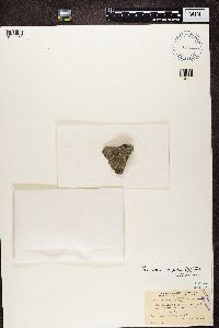 Endocarpon diffractellum image