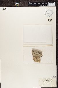 Mycocalicium subtile image
