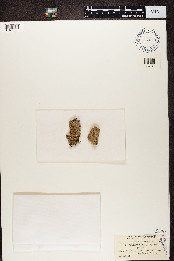 Pertusaria leioplaca image