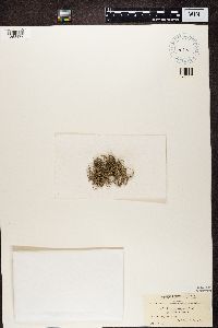 Dendrographa leucophaea image