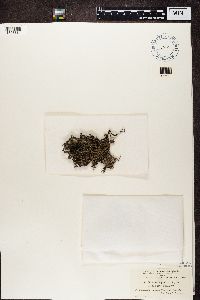 Stereocaulon paschale image