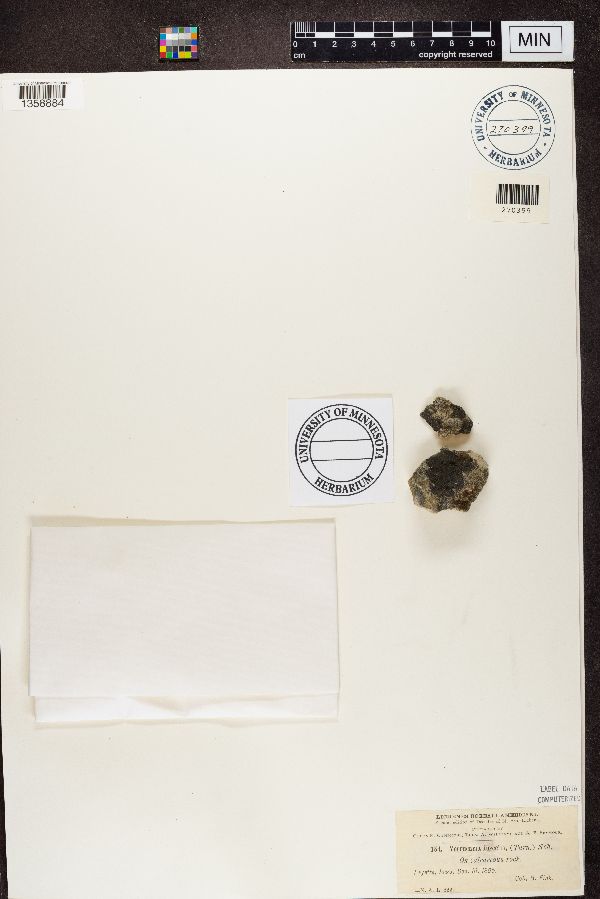 Placopyrenium fuscellum image