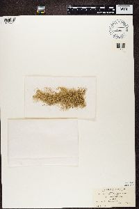 Usnea trichodea image