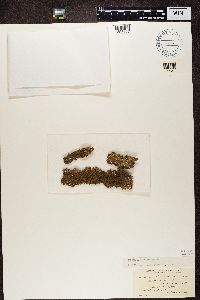 Media resource of Punctelia rudecta