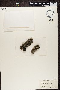 Physcia stellaris image