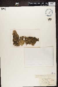 Flavoparmelia caperata image