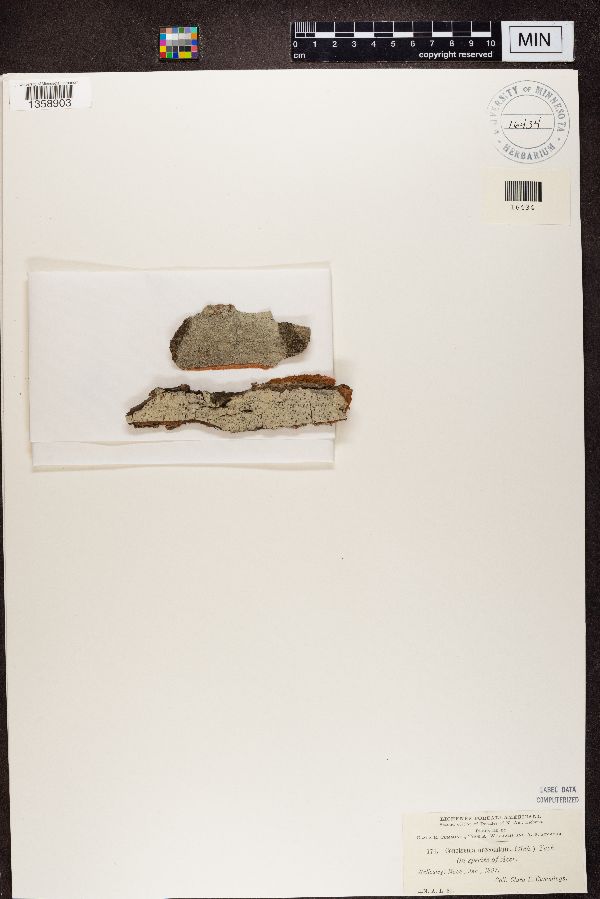 Stictis urceolatum image