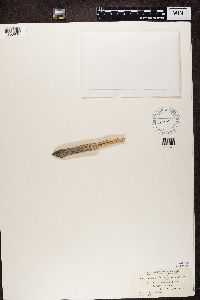 Mycocalicium subtile image